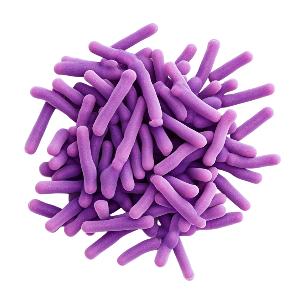 Mešanica bakterijskih kultur