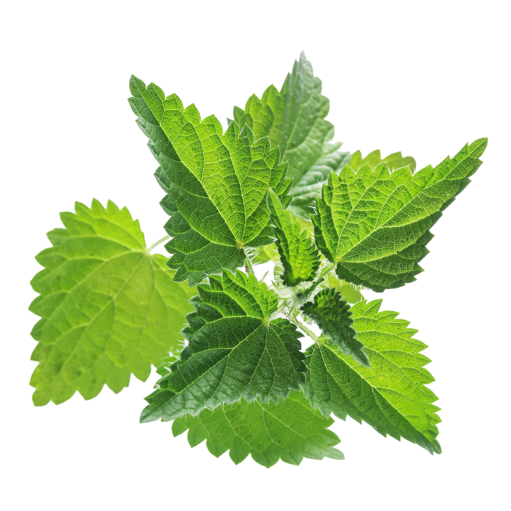 Izvleček velike koprive